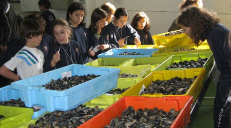 Visitas al puerto pesquero y Lonja de marisco en Galicia